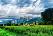 яркие краски, природа, художник