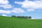 поле, зеленой травы, деревья в дали