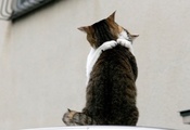 кошачьи объятья, любовь, встреча