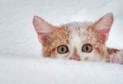 зима, рыжий кот, снег