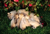 кормящая мама, кошка, малыши