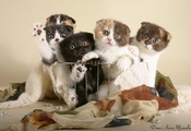 котята, прижали ушки, корзинка