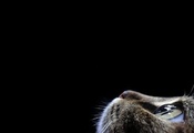 мордочка, кота, добрые глазки, темный фон