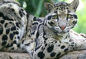 дикая кошка, сидит на дереве, зеленые глаза