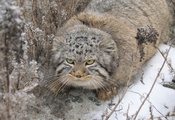 семейство кошачьих, теплая шуба, злой