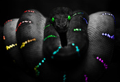 colours, змея, snake, цвета, зеленые глазища
