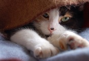 пятнистый котик, лапки, покрывало