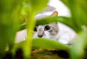 пристальный взгляд, котик, зеленая травка