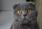 желтые глаза, серая шерсть, котик
