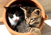 котята, глиняный горшок, милашки