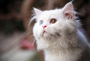 кот, белый окрас, разноцветные глаза
