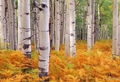 папоротник, березовая роща, осень