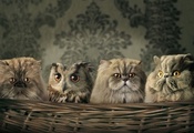 коты, сова, большие глаза, обои, корзинка