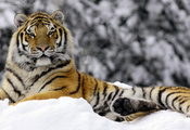Mashka in winter, тигр, зима