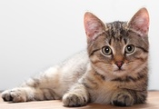 Котенок, мягкий, пушистый, нежный