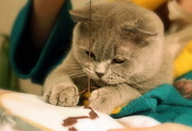 Кошка, швея, нитки
