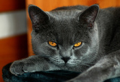 Кот, британский, серый окрас, желтые глаза