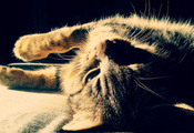 Кот, кошка, шерсть, окрас, полоски, отдыхает, морда, усы, свет, тень, контраст