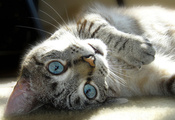 Животное, кот, кошка, лежит, морда, глаза, нос, усы, лапа, шерсть, окраска, полоски