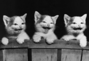 Котята, кошки, доска