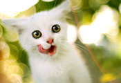 Котенок, язык, белый, облизывается