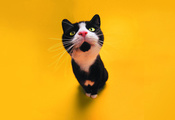 Кошка, цвета, cat