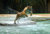 Тигр, tiger, water, jump, прыжок, вода, powerful animal, лапа