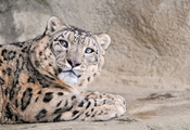 Снежный леопард, большая, кошка, snow leopard