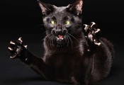 бешенная, Кошка, лапы