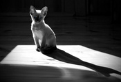 силуэт, тень, Кот, кошка, монохром, пол, котёнок