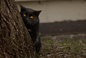 глаза, дерево, смотрит, Кот, черный