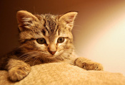 взгляд, Кот, котенок, глаза, лапки, мордашка