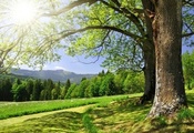 лес, просёлочная дорога, деревья, Beautiful landscape, пейзаж, красивый