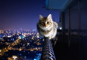 Кот, перила, город, ночь, огни