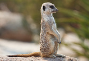 Meerkat, Сурикат, Часовой, Дозор, Пост, Глаза, Взгляд, Животные, Позитив