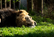 лежит, отдыхает, трава, лев, зверь, грива, Lion, кошка