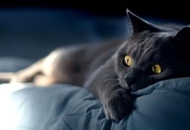 котяра, глаза, взгляд, кошка, усы, Кот, морда