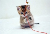 котенок, Играет, рыжий, лапы, шнурок, красный