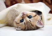 лапочка, голубые глаза, Кошка, глаза, кот, cat, киса