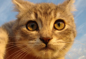 рыжий, смотрит, Кот