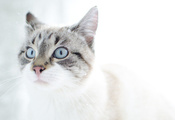 глаза, Кот, снег, котэ