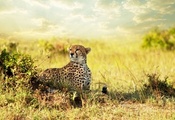 взгляд, африка, гепард, саванна, Cheetah, хищник, savanna