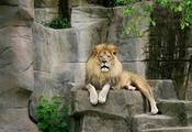 камни, кошки, Лев