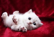 покрывало, белый, глаза, кот, потягивается, лапы, Кошка