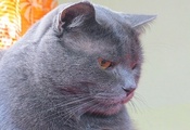 кот, британец, голубой