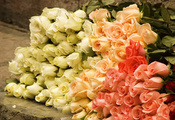 Розы, rose, бутоны, цветы, букет