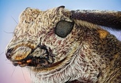 Кролик, Acanthocinus Aedilis, Жук, Насекомое, Макро