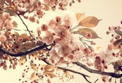 vintage, nature, ветки, листья, винтаж, цветы, Природа