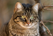 обои, кошка, нос, ветка, усы, Кот, морда, котэ, красавчик
