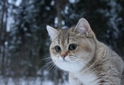 кошка, кот